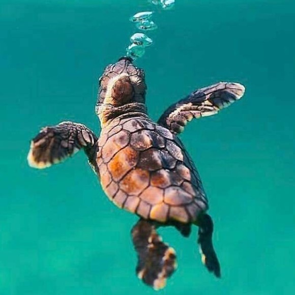 Meet your Posher, Leanne - Picture 1 of 1